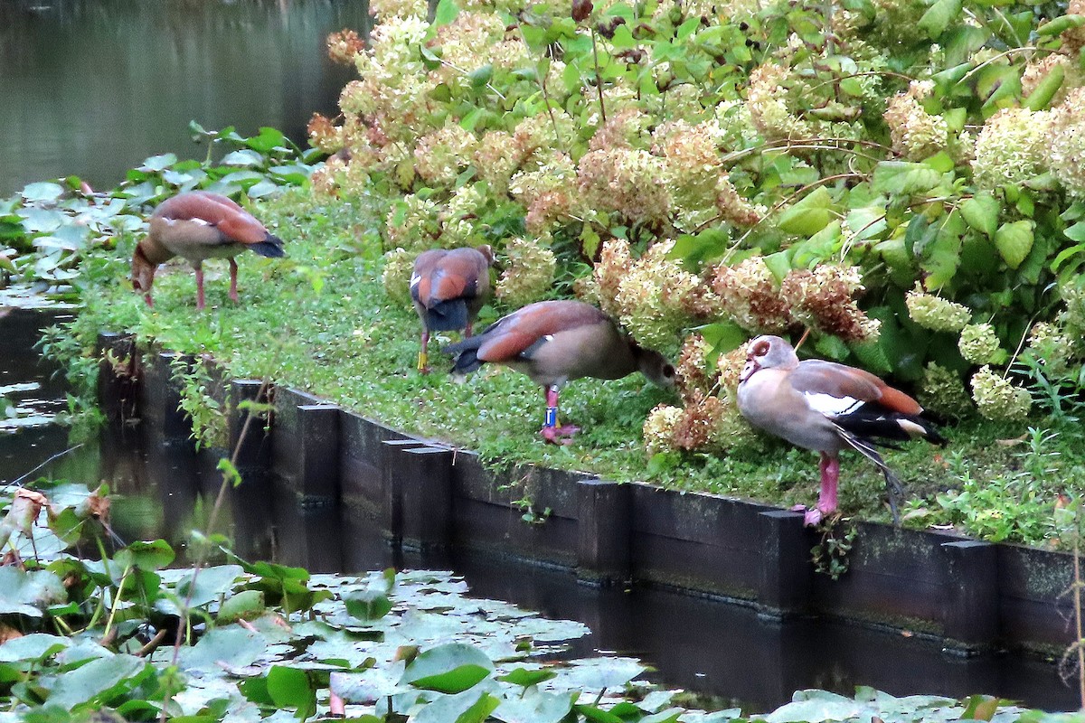 Egyptian Goose - ML642025234