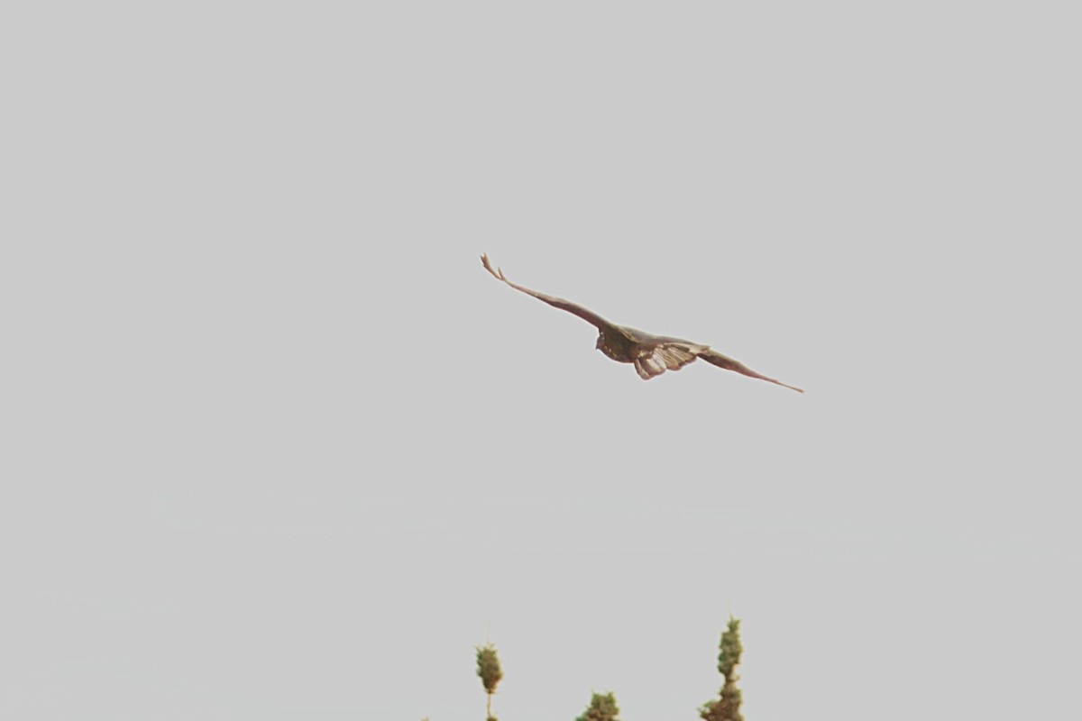 Red-tailed Hawk - ML642025239