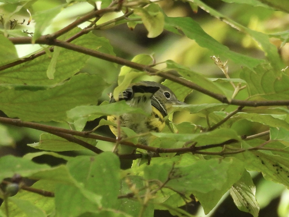 Magnolia Warbler - ML642025248