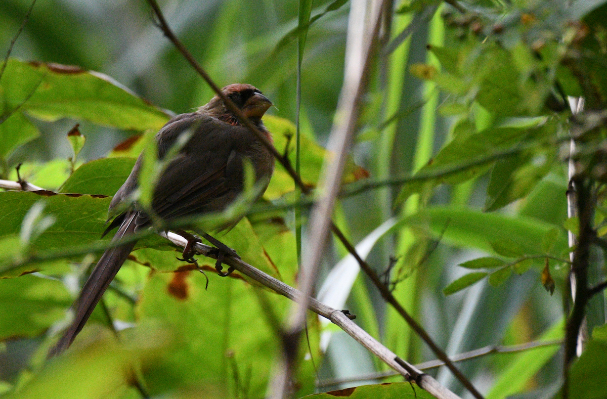 Northern Cardinal - ML642025263