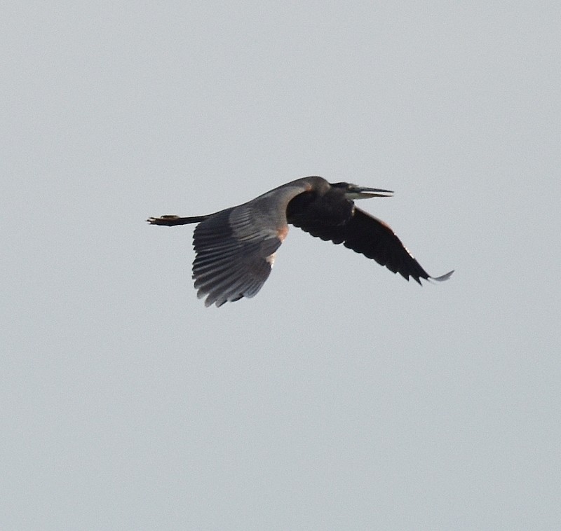 Great Blue Heron - ML642025275