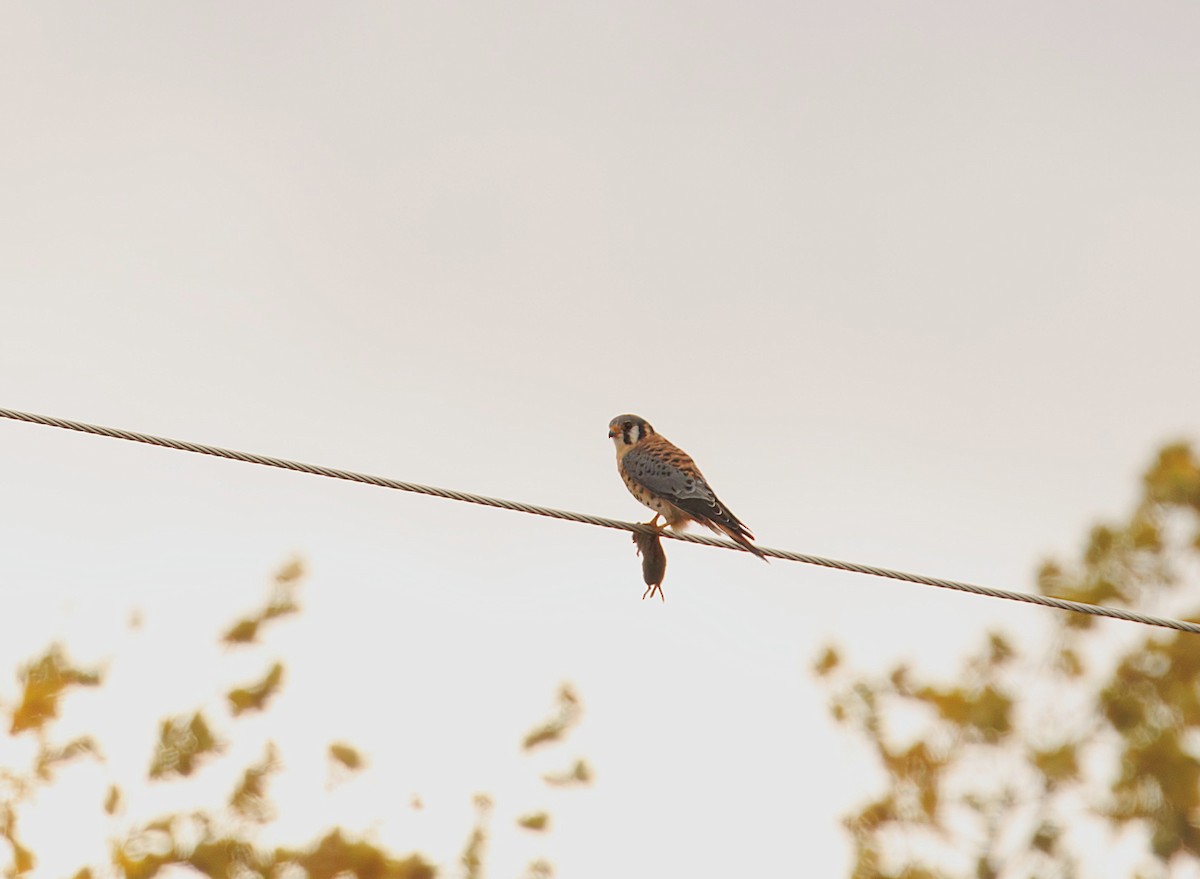American Kestrel - ML642025276