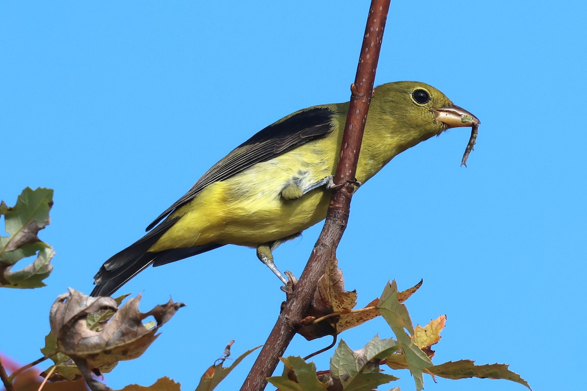 Piranga Escarlata - ML642025278