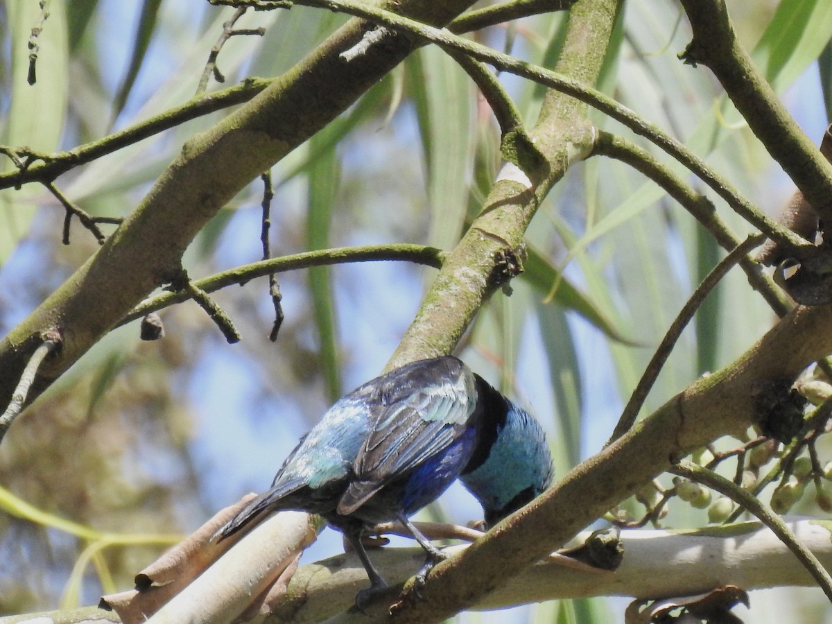 Blue-necked Tanager - ML642025279