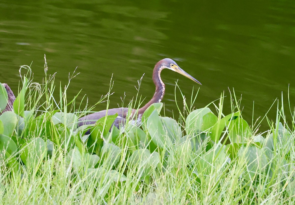 サンショクサギ - ML642025280