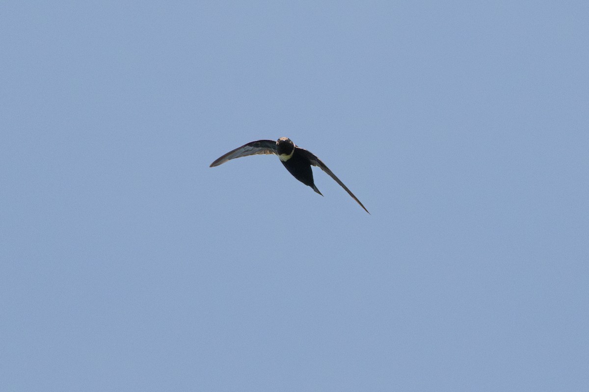 White-collared Swift - ML642025285