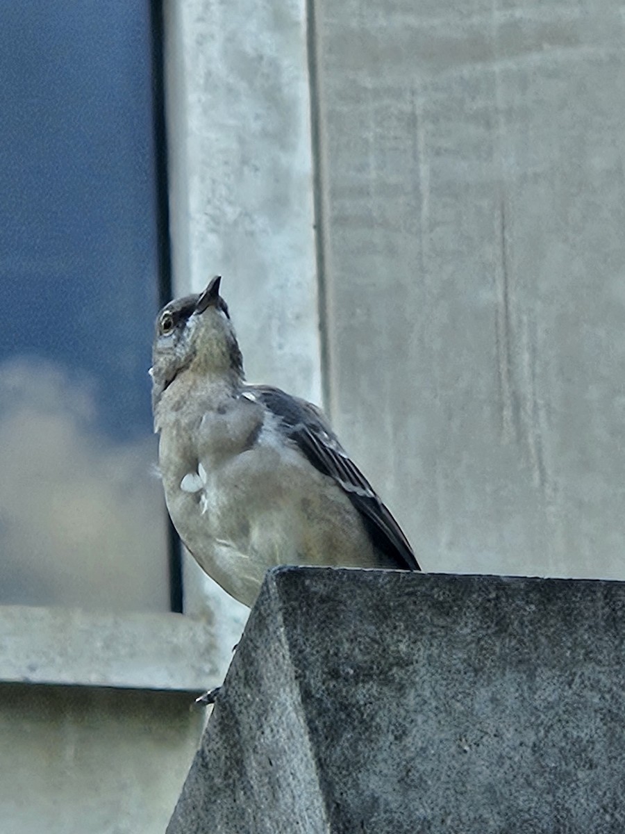 Northern Mockingbird - ML642025288