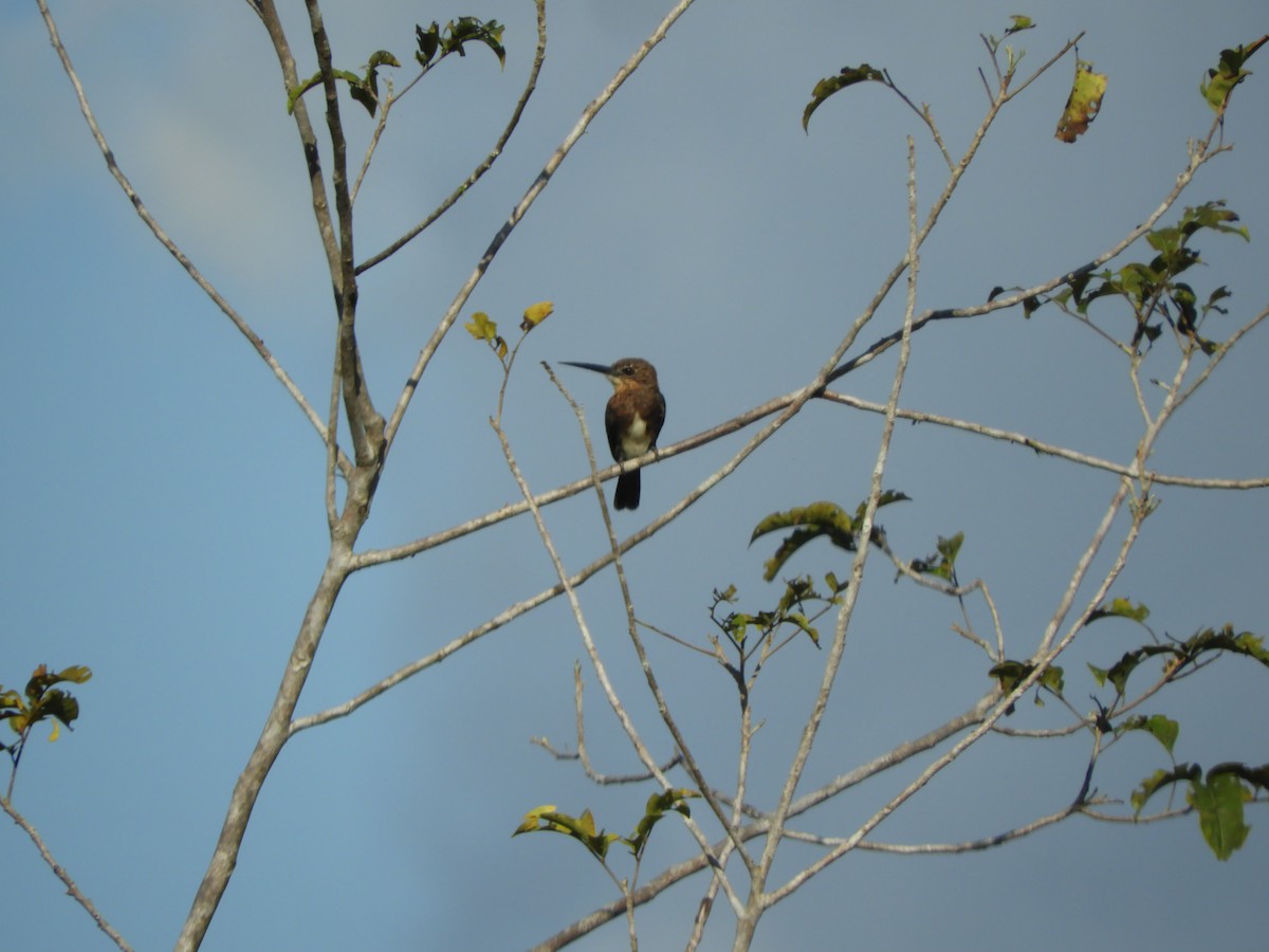 Brown Jacamar - ML642025291