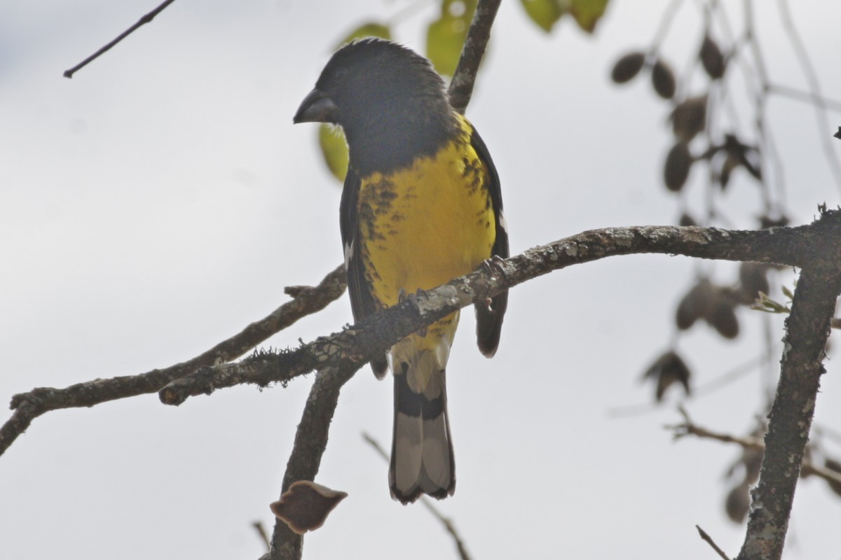Black-backed Grosbeak - ML642025292