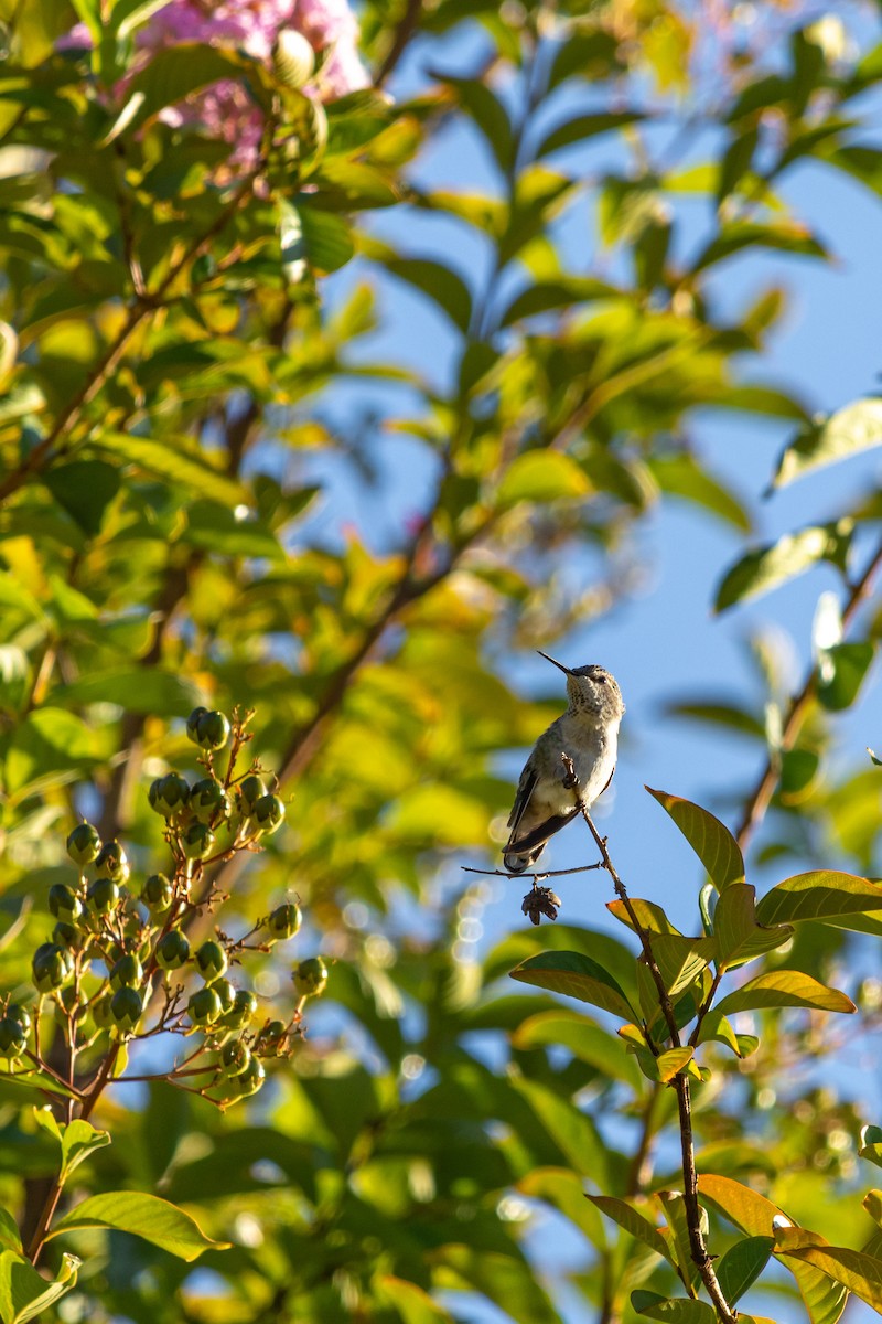 Anna's Hummingbird - ML642025297
