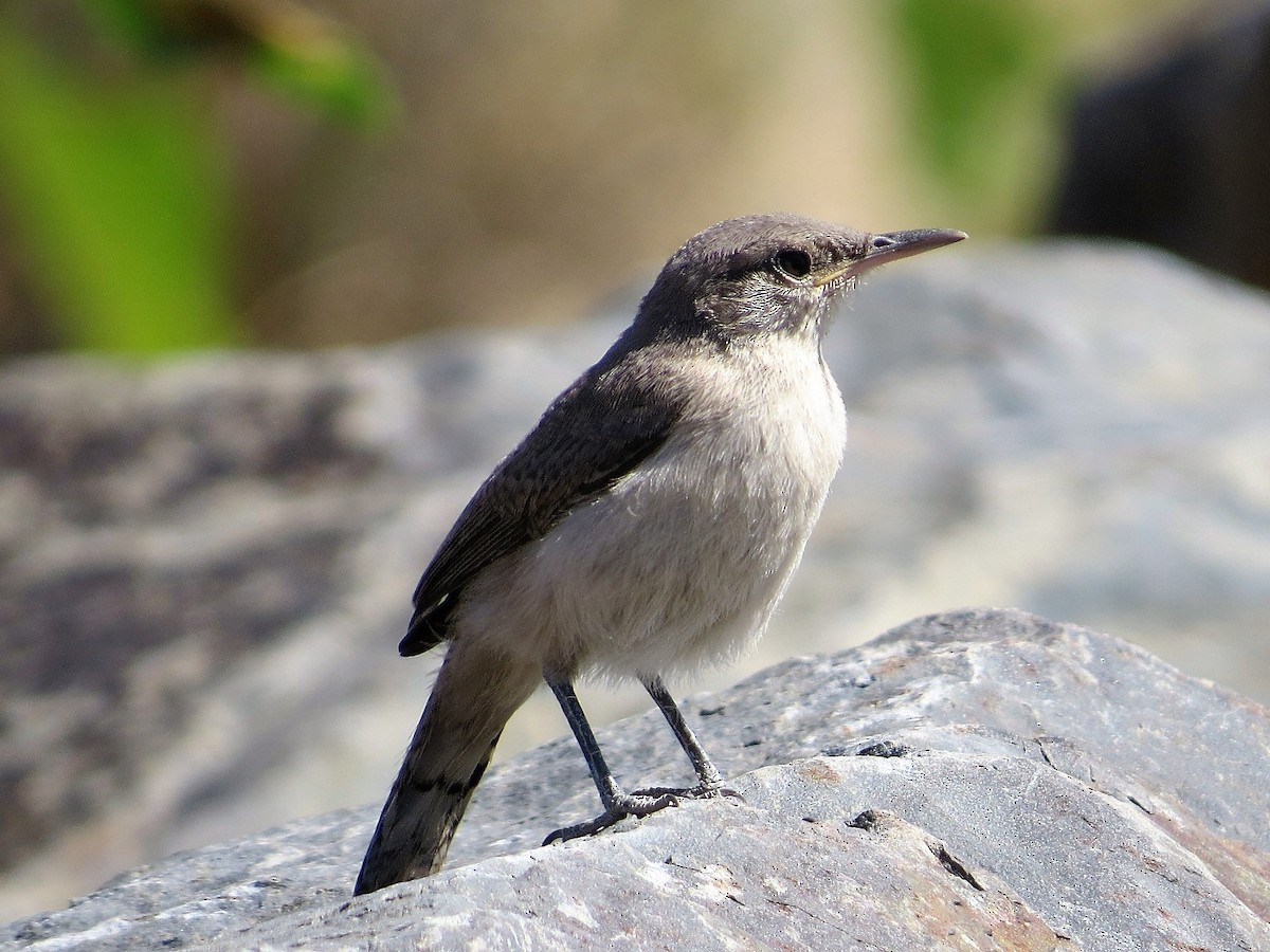 Rock Wren - ML64202531