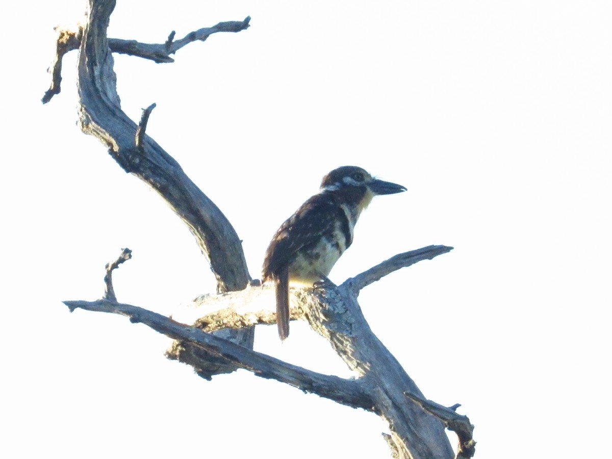 Russet-throated Puffbird - ML642025337