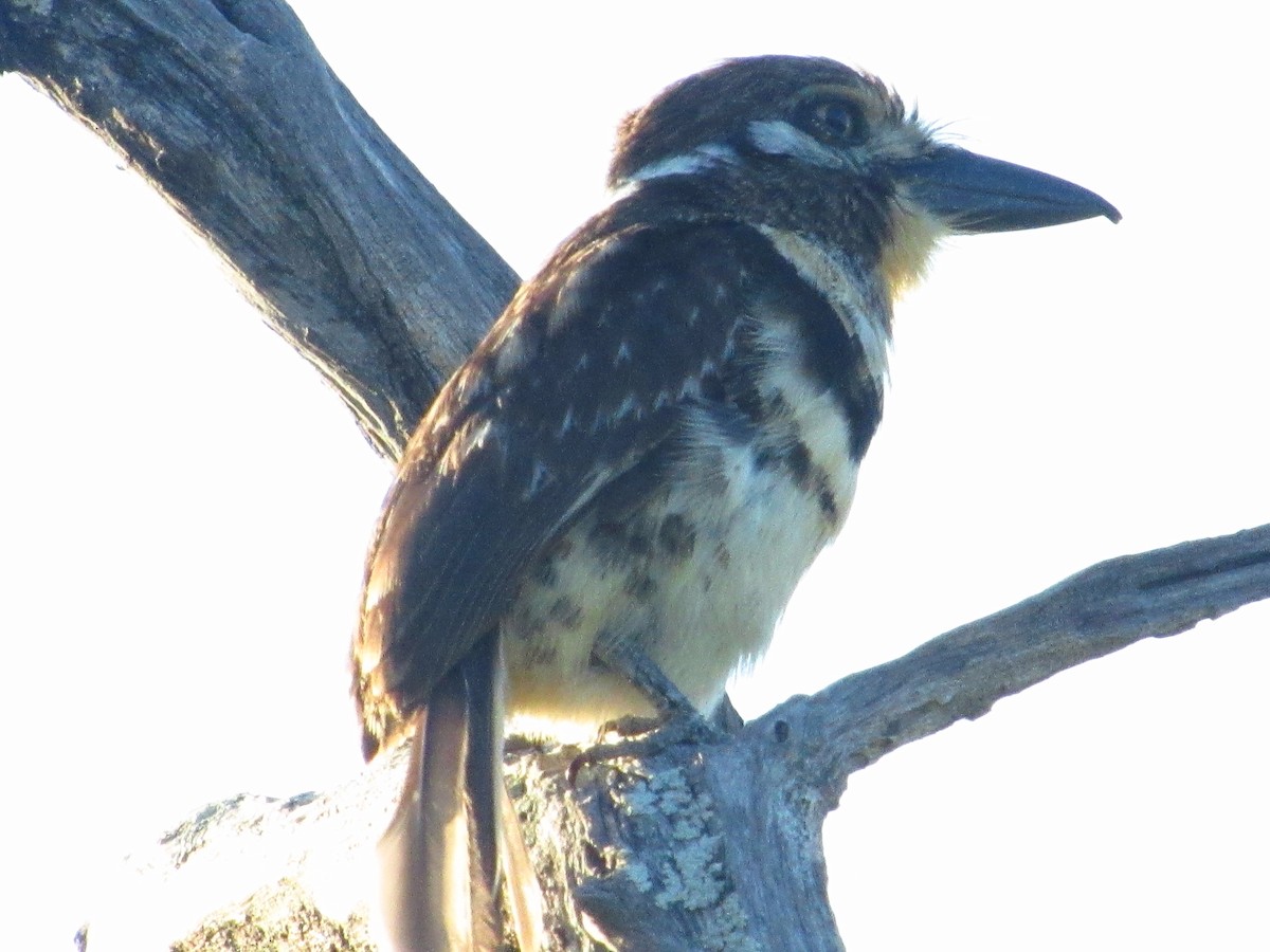 Russet-throated Puffbird - ML642025338