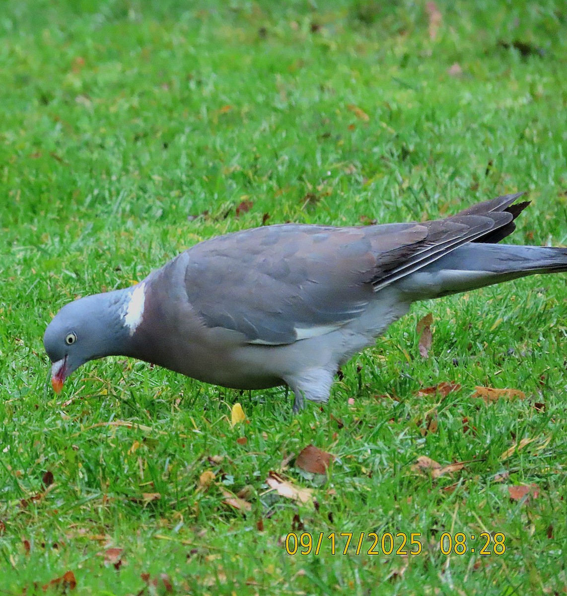 Common Wood-Pigeon - ML642025351