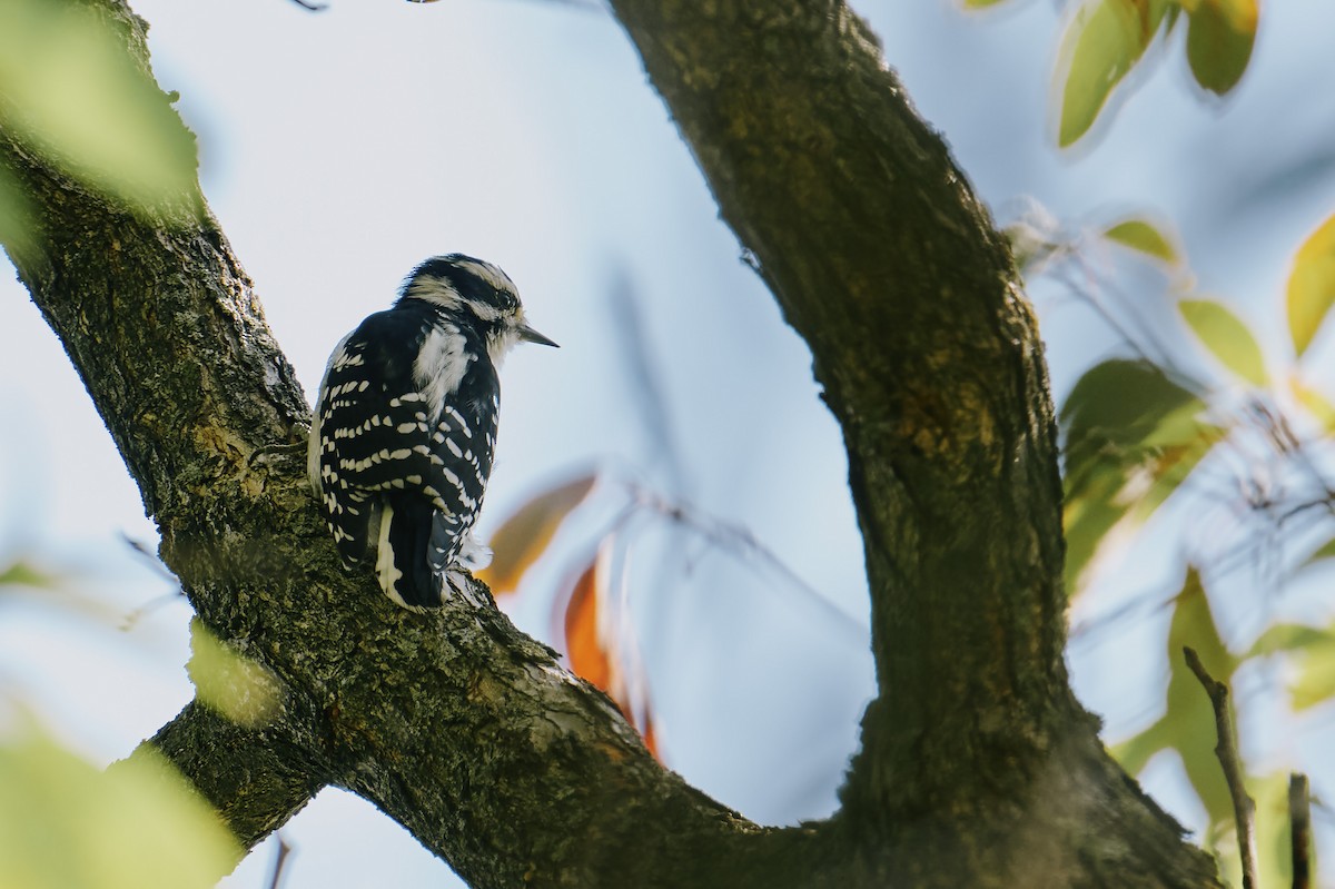 Downy Woodpecker - ML642025353