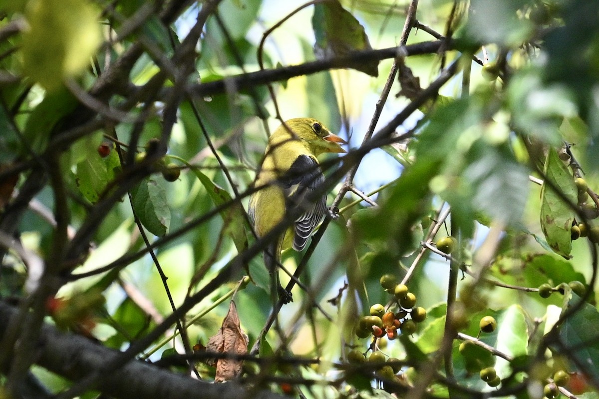 Piranga Escarlata - ML642025354