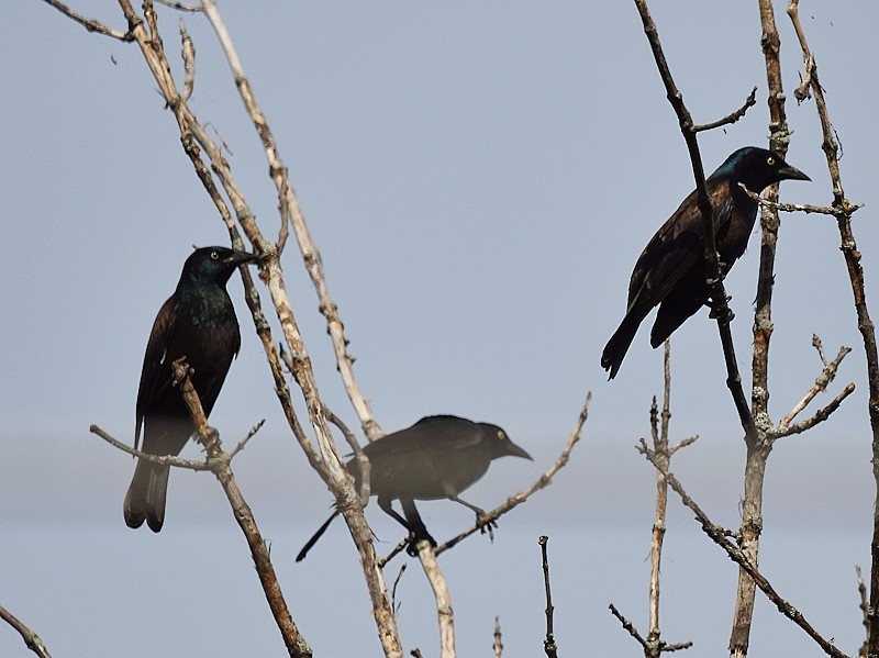 Common Grackle - ML642025356