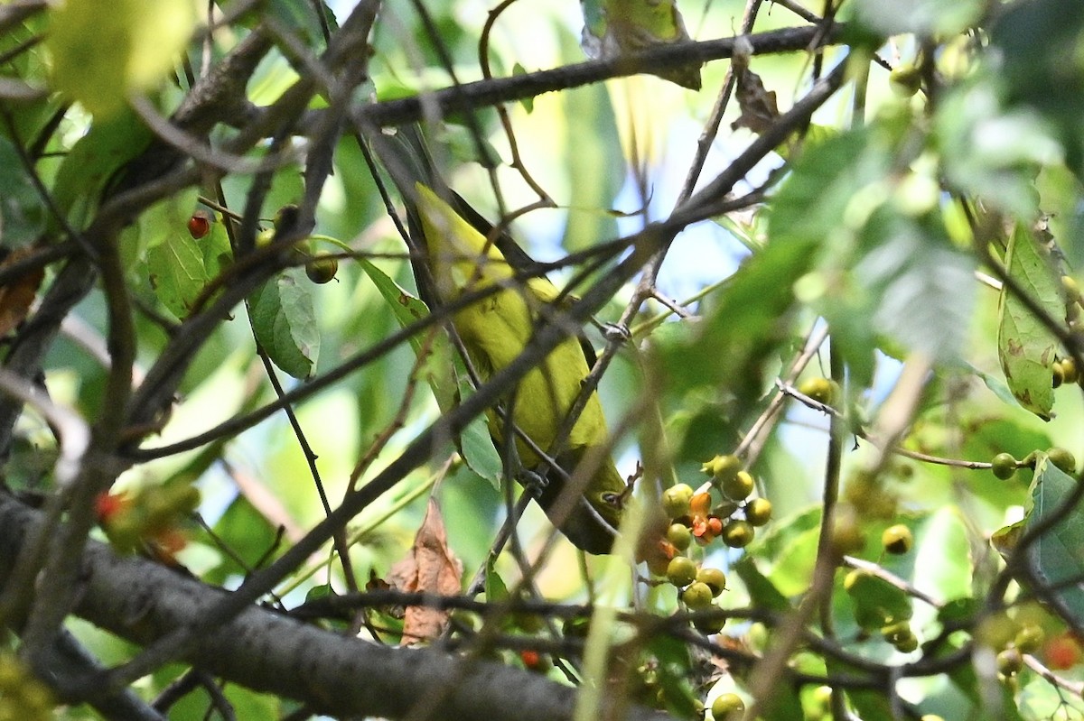Piranga Escarlata - ML642025357