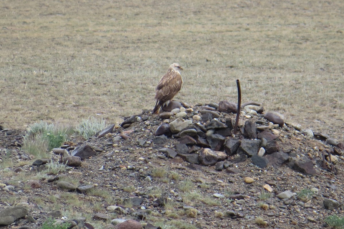 Long-legged Buzzard - ML642025359