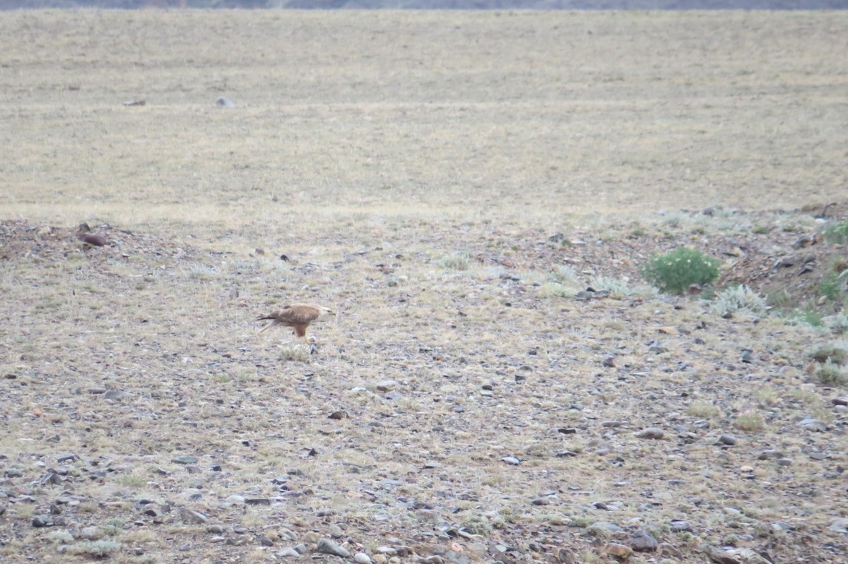 Long-legged Buzzard - ML642025360