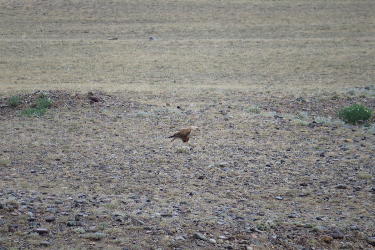 Long-legged Buzzard - ML642025362