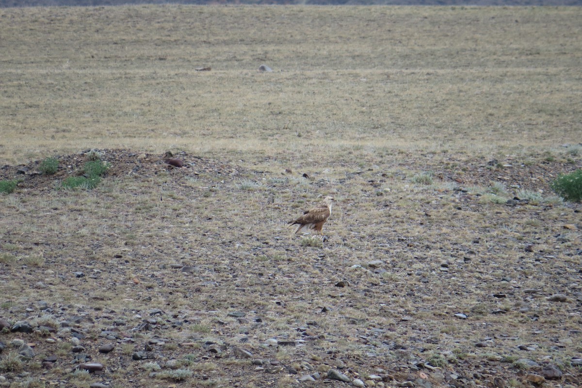 Long-legged Buzzard - ML642025363