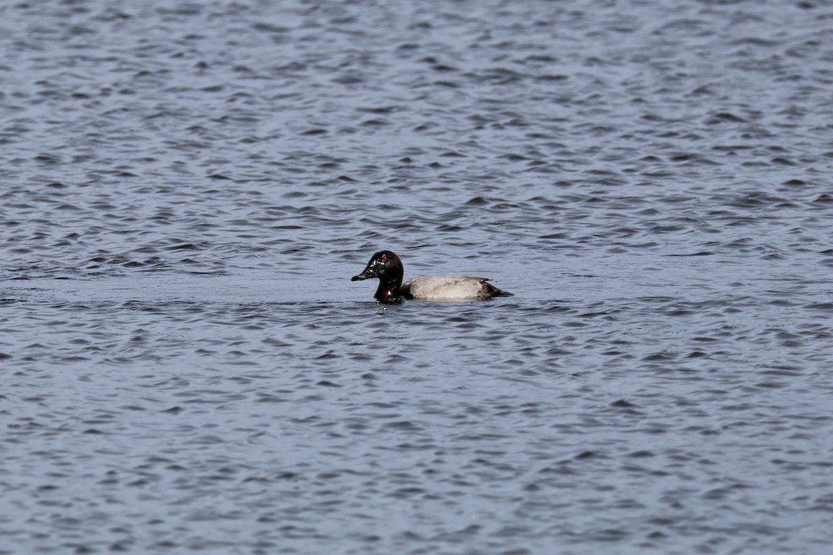 Common Pochard - ML642025375