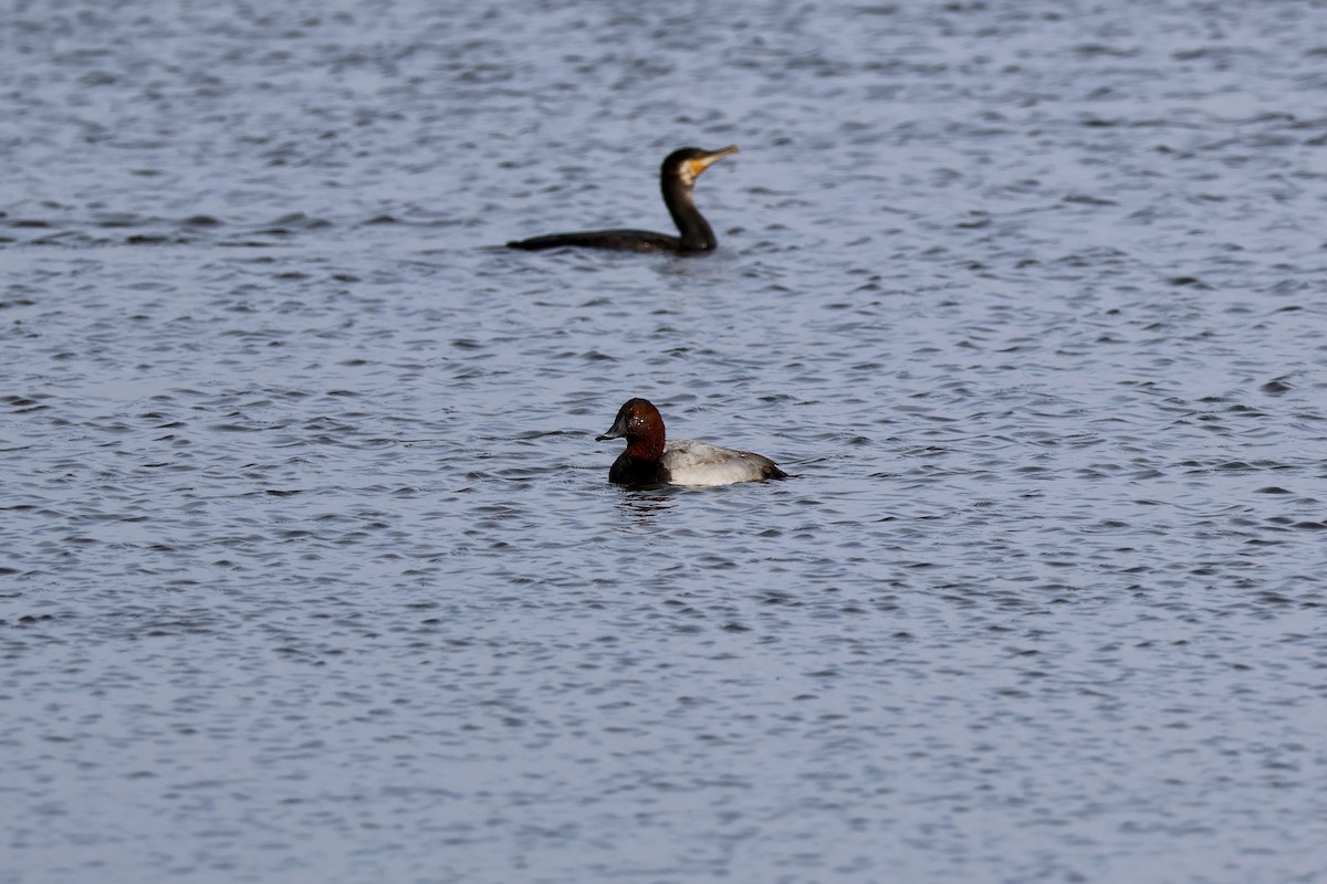 Common Pochard - ML642025376