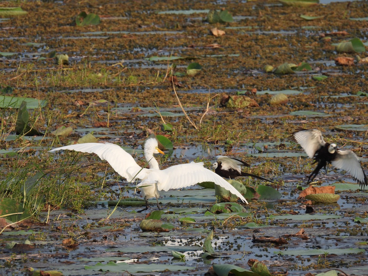 Pheasant-tailed Jacana - ML642025377