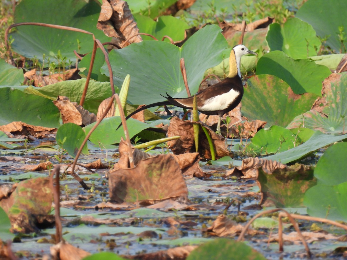 Pheasant-tailed Jacana - ML642025378
