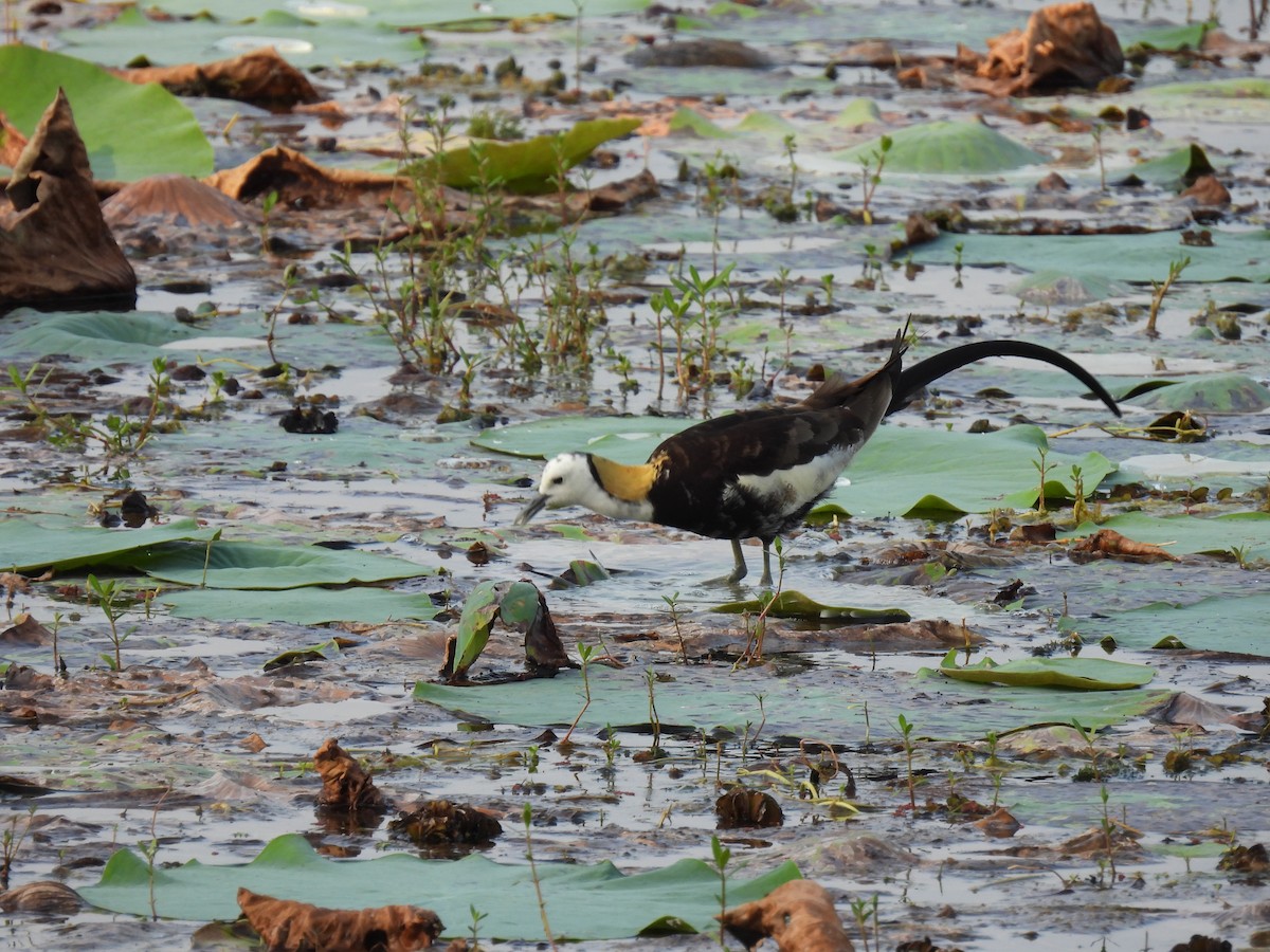 Pheasant-tailed Jacana - ML642025379