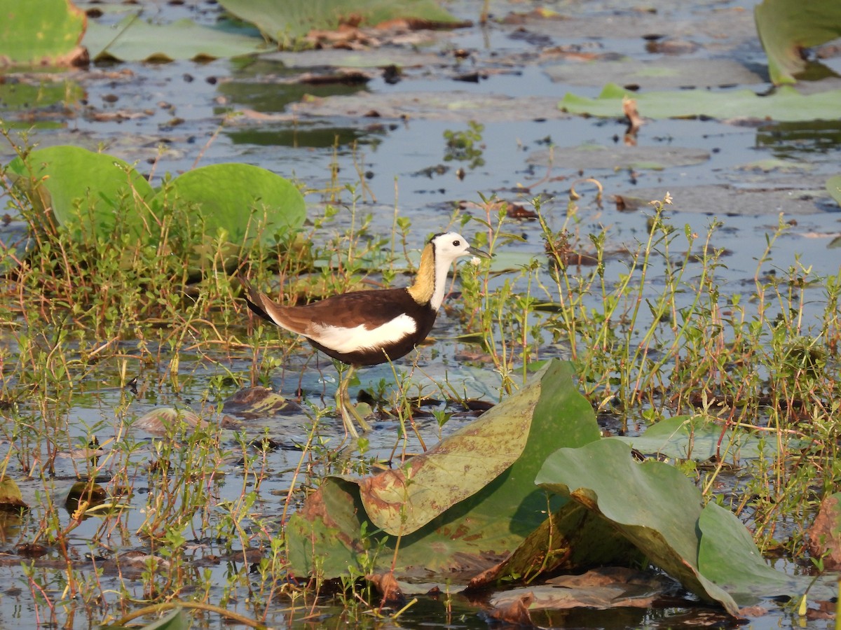 Pheasant-tailed Jacana - ML642025380