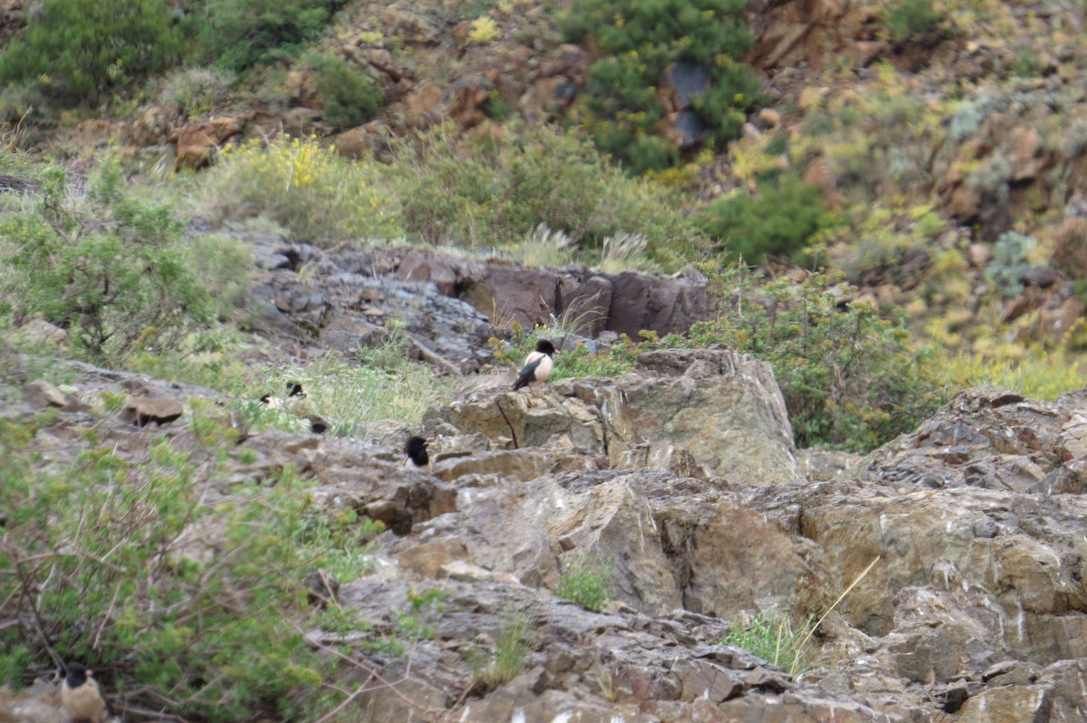 Rosy Starling - ML642025384
