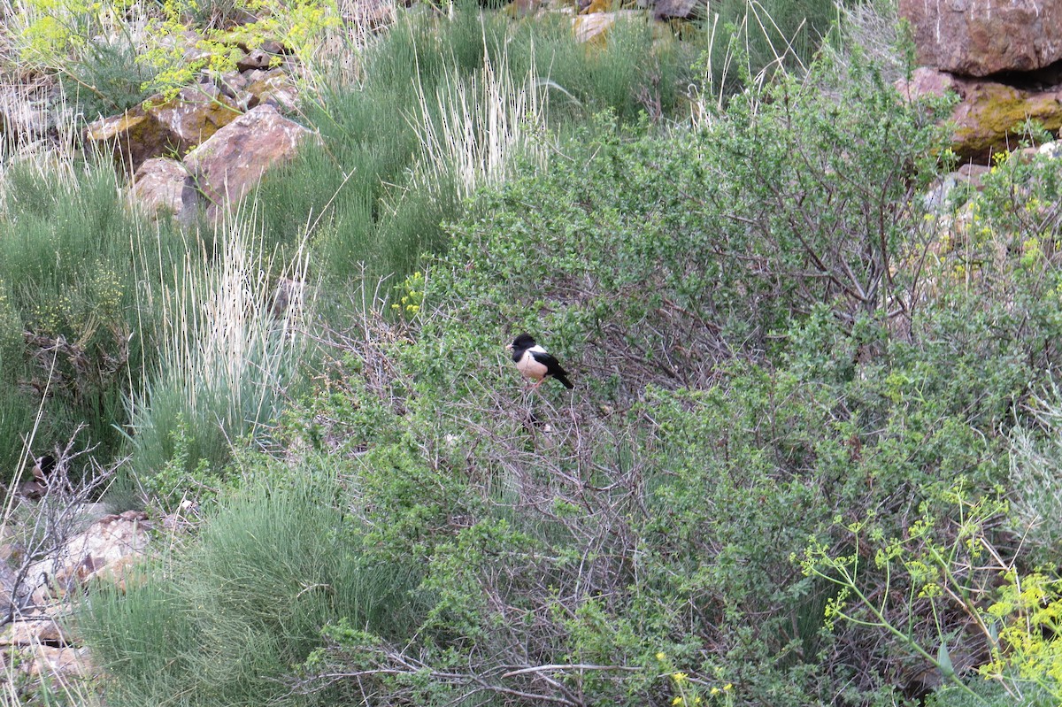Rosy Starling - ML642025385