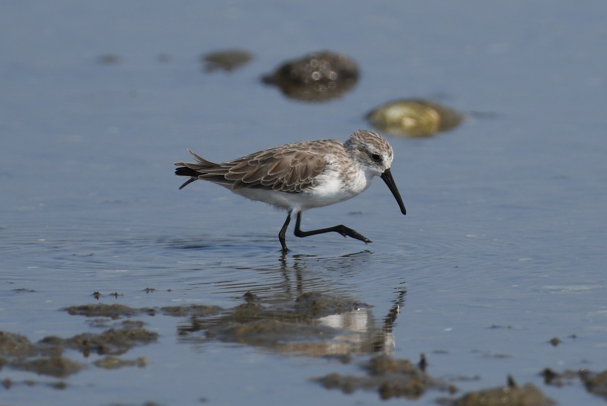 beringsnipe - ML642025394