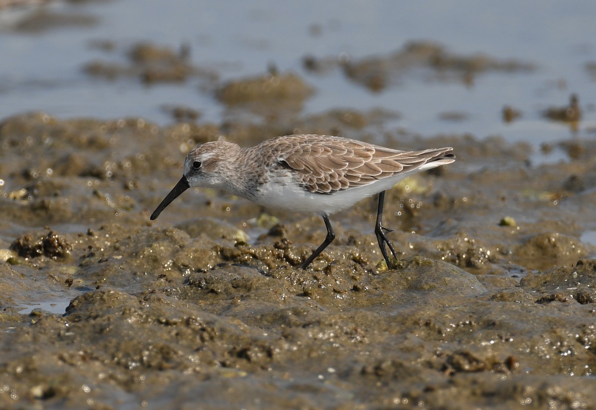 beringsnipe - ML642025395