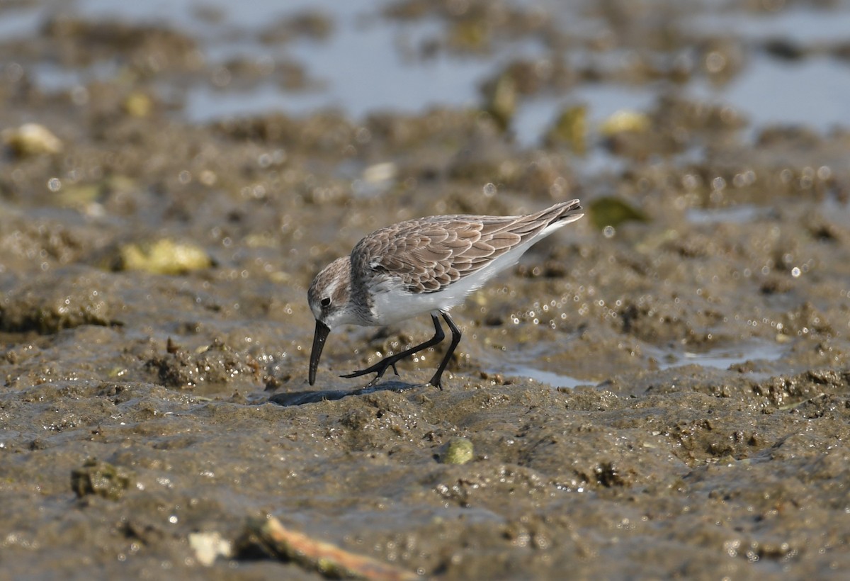 beringsnipe - ML642025397