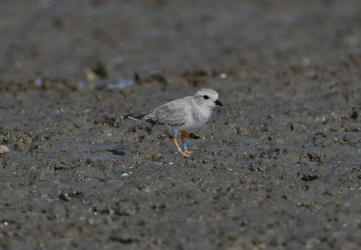 Piping Plover - ML642025413