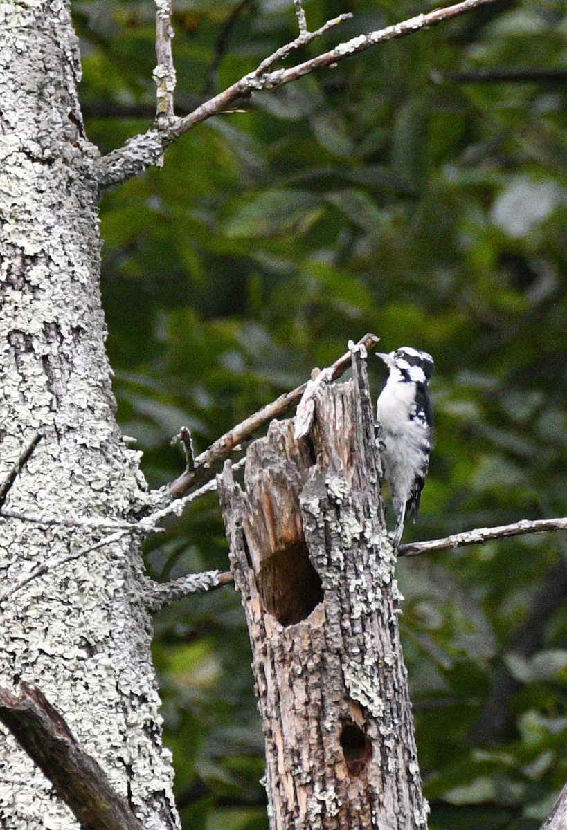 Downy Woodpecker - ML642025423