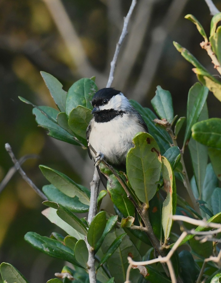 Carolina Chickadee - ML642025424