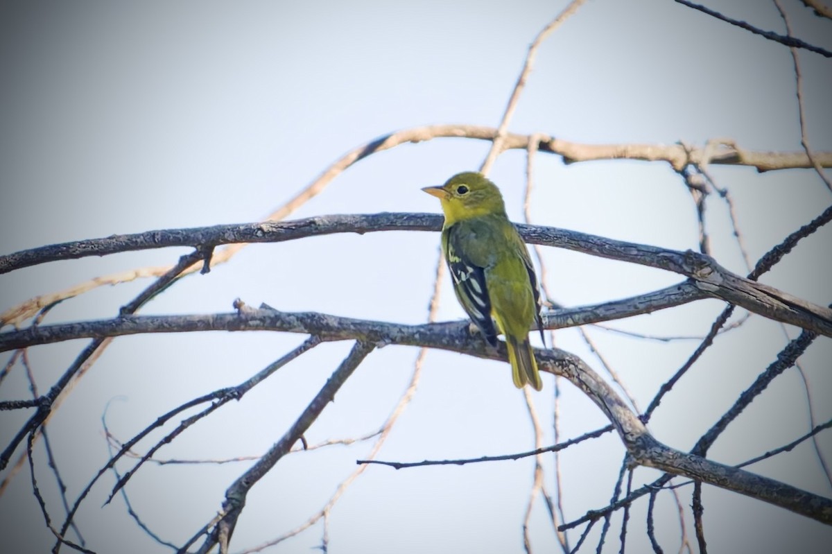 Western Tanager - ML642025430