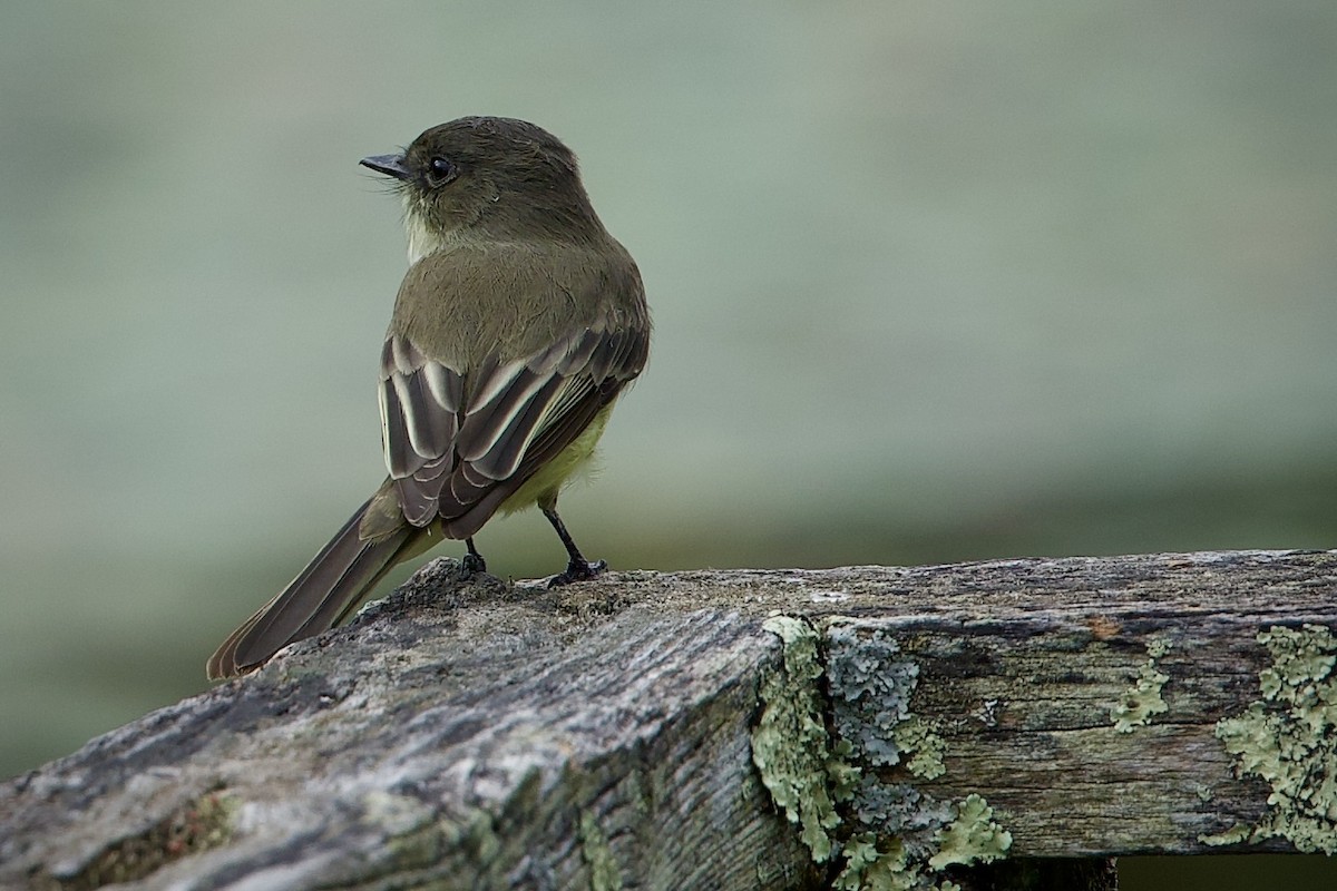 Eastern Phoebe - ML642025432