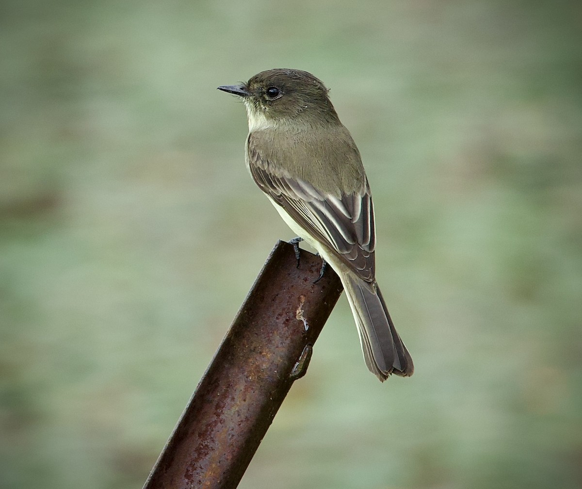 Eastern Phoebe - ML642025433