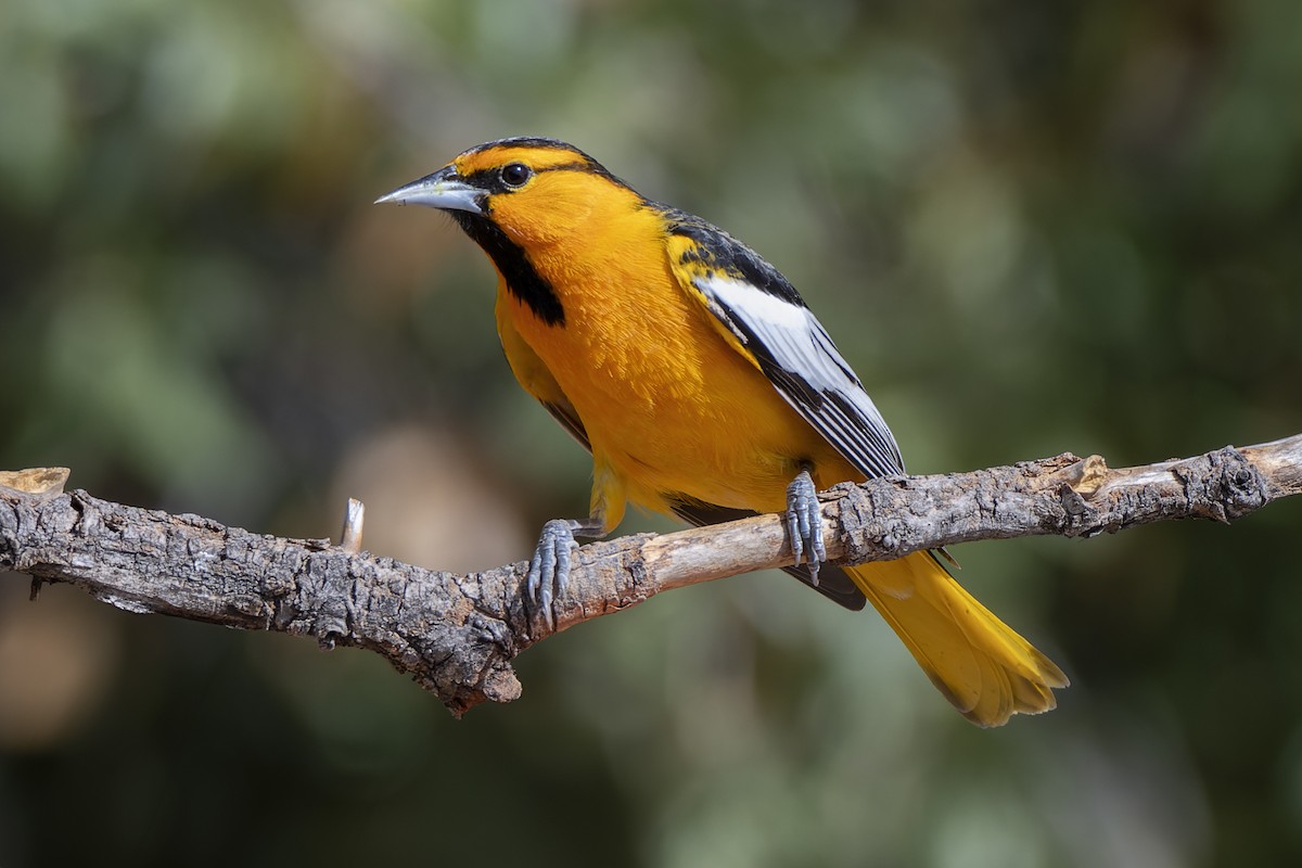 Bullock's Oriole - ML642025471