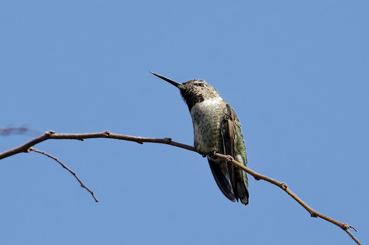 Anna's Hummingbird - ML642025477