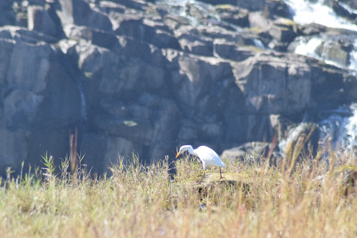Western Cattle-Egret - ML642025478