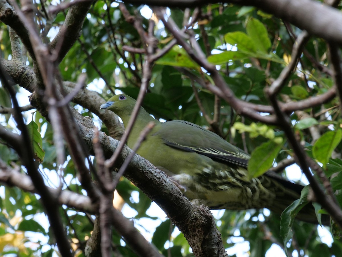 Whistling Green-Pigeon - ML642025491