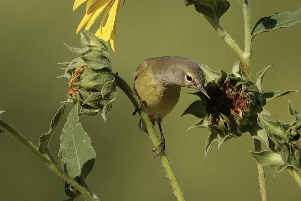 Orange-crowned Warbler - ML642025493