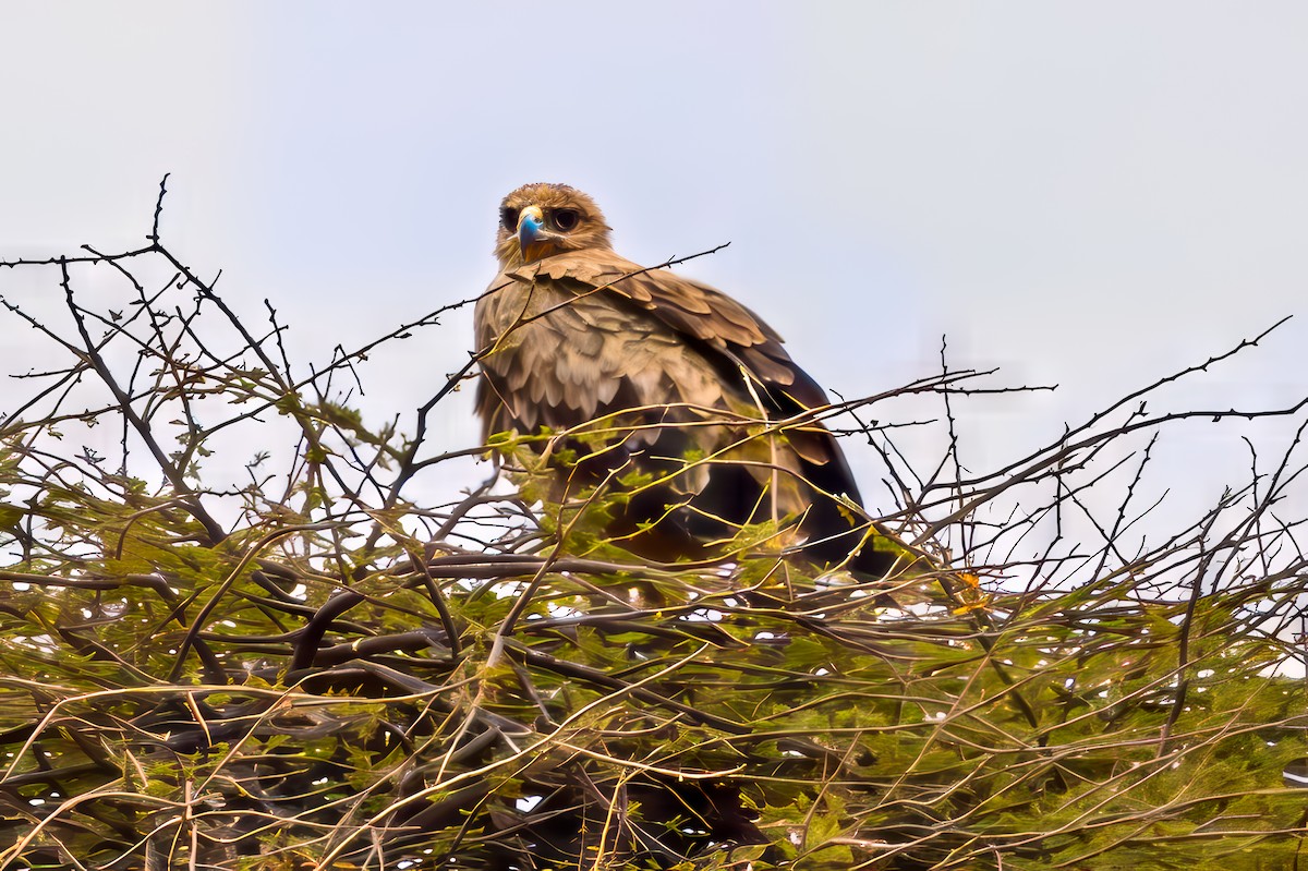 Tawny Eagle - ML642025496