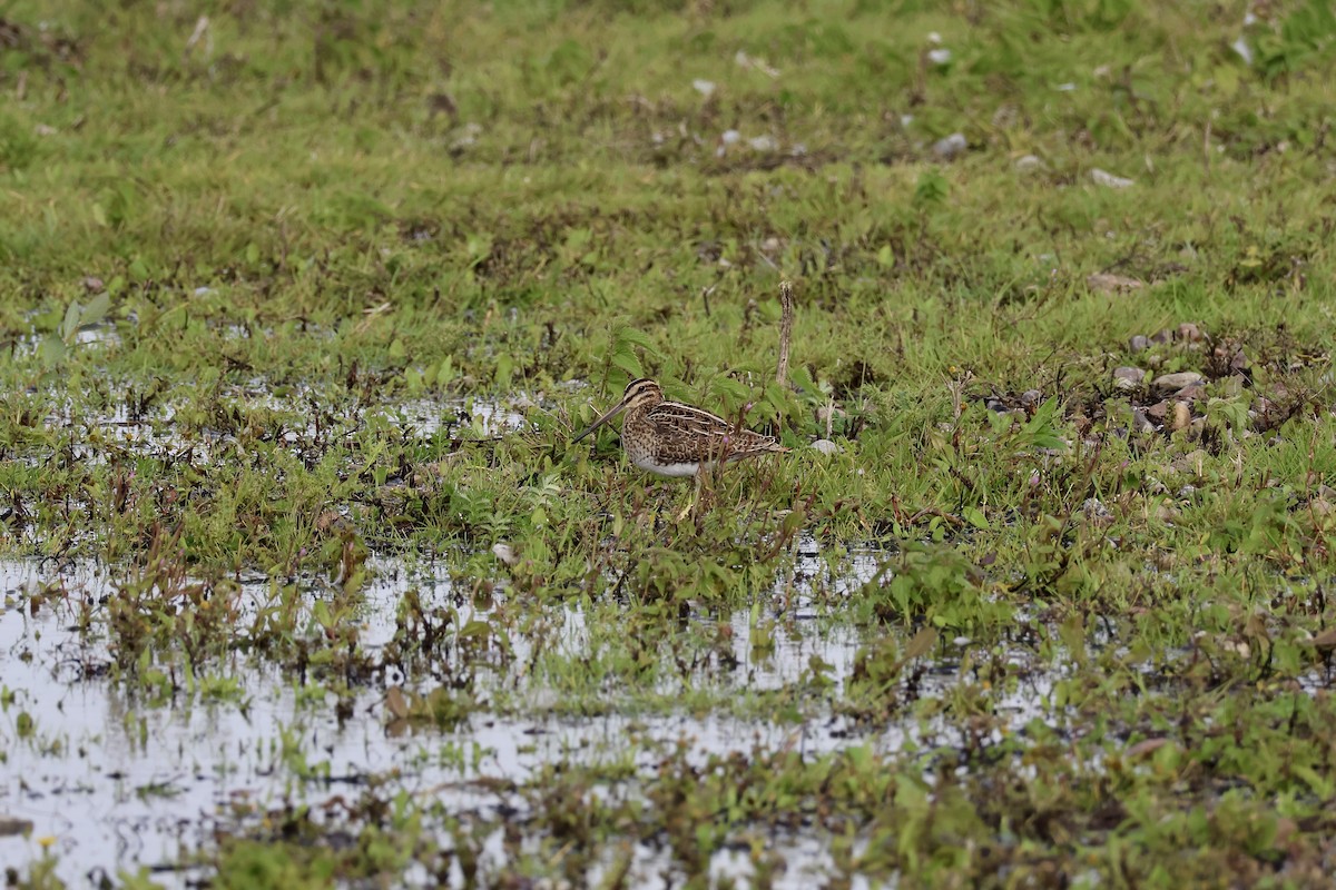 Common Snipe - ML642025502